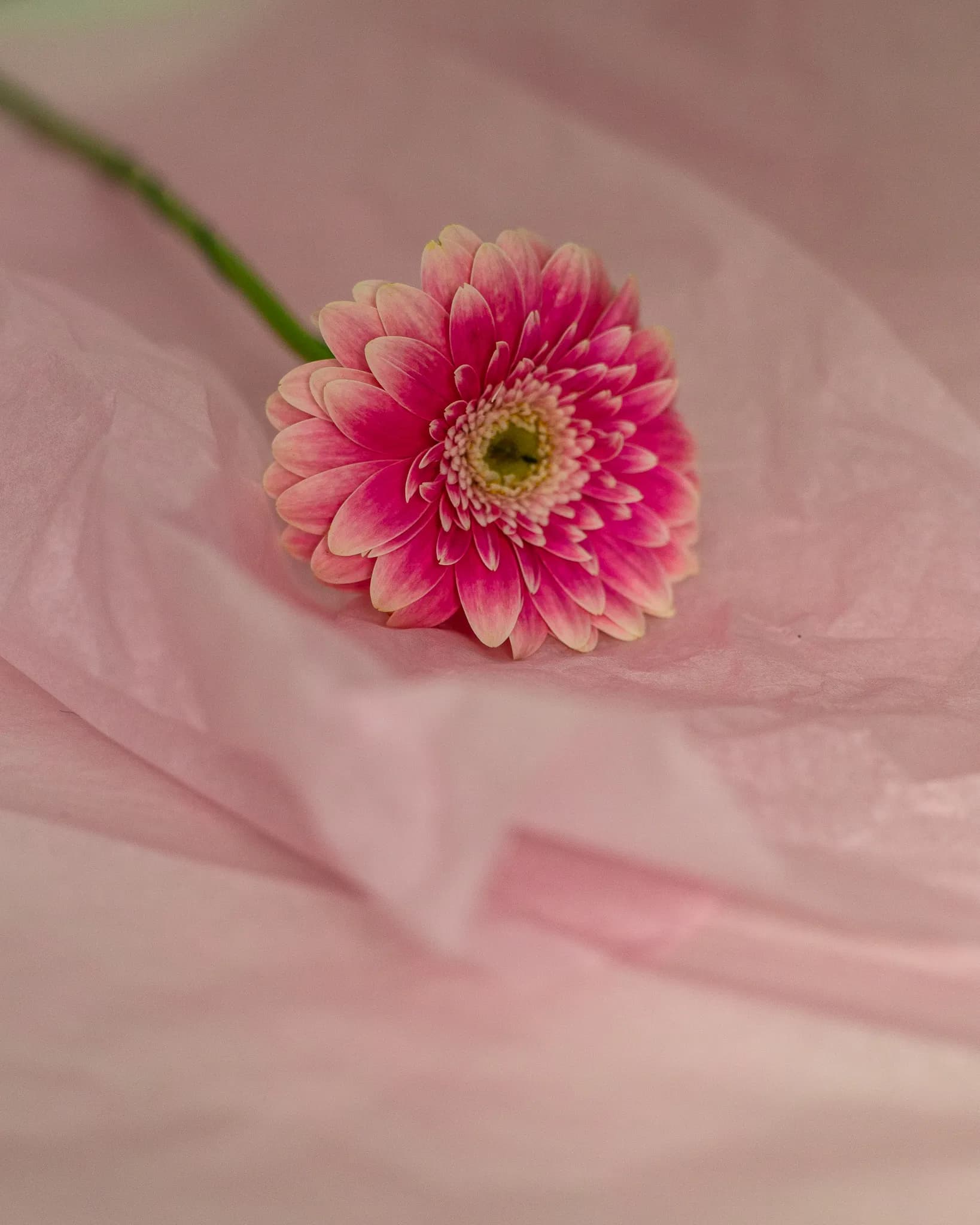 Silk paper — soft, translucent tissue sheets stacked